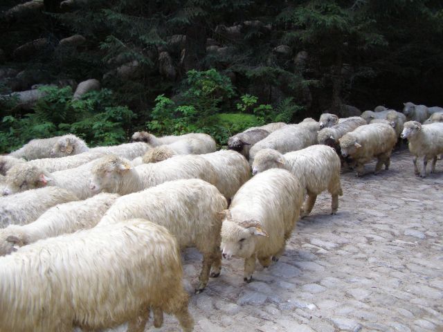 Zdjęcia: Tatry - Dolina Chochołowska, małopolskie, owiecki bacy, POLSKA Zdjęcia: Tatry - Dolina Chochołowska, małopolskie, owiecki bacy, POLSKA