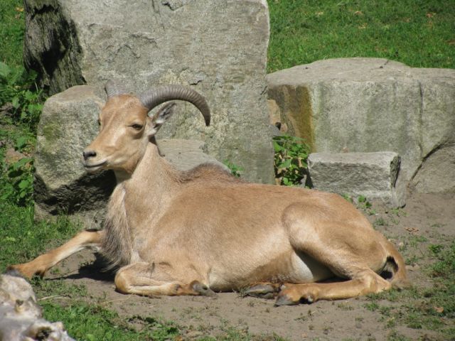 Zdjęcia: WARSZAWSKI OGRÓD ZOOLOGICZNY, WARSZAWA, ZOO, POLSKA Zdjęcia: WARSZAWSKI OGRÓD ZOOLOGICZNY, WARSZAWA, ZOO, POLSKA