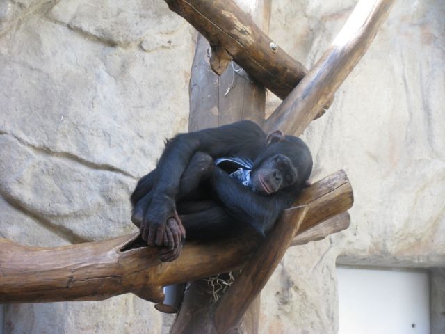 Zdjęcia: WARSZAWSKI OGRÓD ZOOLOGICZNY, WARSZAWA, ZOO, POLSKA Zdjęcia: WARSZAWSKI OGRÓD ZOOLOGICZNY, WARSZAWA, ZOO, POLSKA