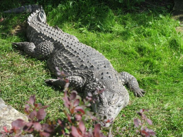 Zdjęcia: WARSZAWSKI OGRÓD ZOOLOGICZNY, WARSZAWA, ZOO, POLSKA Zdjęcia: WARSZAWSKI OGRÓD ZOOLOGICZNY, WARSZAWA, ZOO, POLSKA