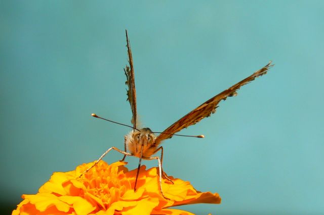 Zdjęcia: Opolskie, piękny motyl?, POLSKA Zdjęcia: Opolskie, piękny motyl?, POLSKA