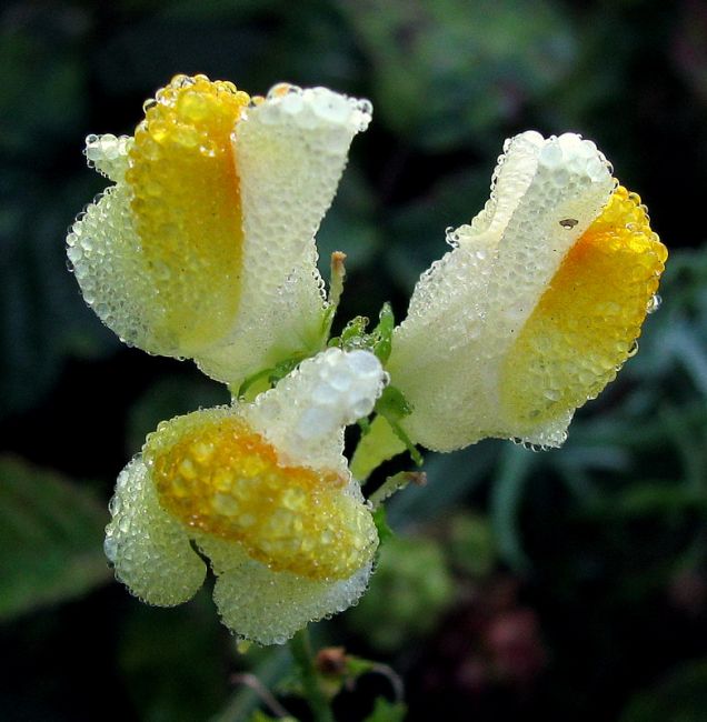 Zdjęcia: Ogród, Zagłębie, Ranna rosa, POLSKA Zdjęcia: Ogród, Zagłębie, Ranna rosa, POLSKA