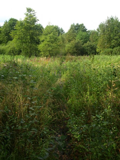 Zdjęcia: Bagno Całowanie, Mazowsze, Przetarty szlak, POLSKA Zdjęcia: Bagno Całowanie, Mazowsze, Przetarty szlak, POLSKA