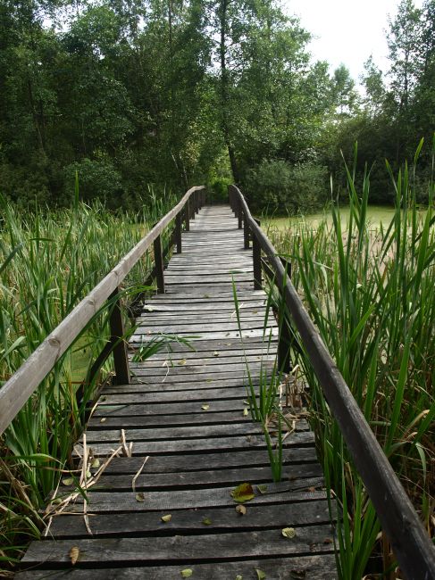 Zdjęcia: Bagno Całowanie, Mazowsze, ...i od prawej, POLSKA Zdjęcia: Bagno Całowanie, Mazowsze, ...i od prawej, POLSKA