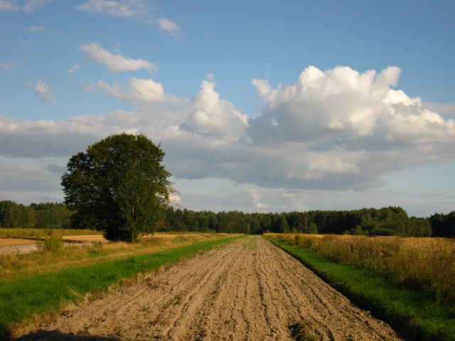 Zdjęcia: Mazowiecki Park Krajobrazowy, Mazowsze, pola k. Ponurzycy, POLSKA Zdjęcia: Mazowiecki Park Krajobrazowy, Mazowsze, pola k. Ponurzycy, POLSKA