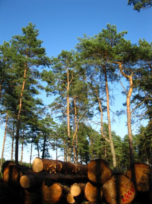 Zdjęcia: Mazowiecki Park Krajobrazowy, Mazowsze , podotwockie sosny, POLSKA Zdjęcia: Mazowiecki Park Krajobrazowy, Mazowsze , podotwockie sosny, POLSKA
