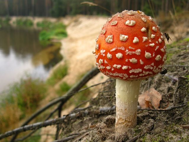 Zdjęcia: Mazowiecki Park Krajobrazowy, Mazowsze, czerwony nad Świdrem, POLSKA Zdjęcia: Mazowiecki Park Krajobrazowy, Mazowsze, czerwony nad Świdrem, POLSKA