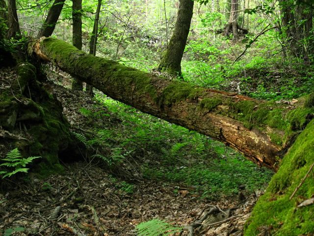 Zdjęcia: Mazowiecki Park Krajobrazowy, Mazowsze, Złoty kanion, POLSKA Zdjęcia: Mazowiecki Park Krajobrazowy, Mazowsze, Złoty kanion, POLSKA