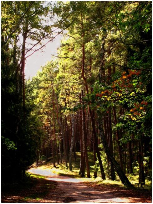 Zdjęcia: Mazowiecki Park Krajobrazowy, mazowsze, jesienny spacer, POLSKA Zdjęcia: Mazowiecki Park Krajobrazowy, mazowsze, jesienny spacer, POLSKA