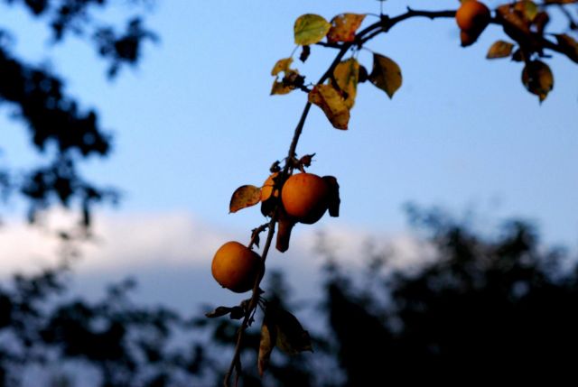 Zdjęcia: Bydgoszcz, kujawsko-pomorski, niechciane owoce, POLSKA Zdjęcia: Bydgoszcz, kujawsko-pomorski, niechciane owoce, POLSKA
