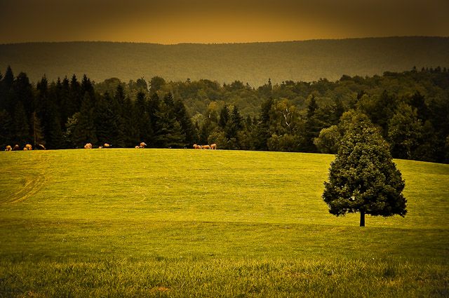 Zdjęcia: koło Radocyny , Beskid Niski , XI, POLSKA Zdjęcia: koło Radocyny , Beskid Niski , XI, POLSKA
