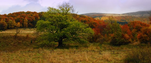 Zdjęcia: okolice Berehów Górnych, Bieszczady, Kolorów mix 6, POLSKA Zdjęcia: okolice Berehów Górnych, Bieszczady, Kolorów mix 6, POLSKA