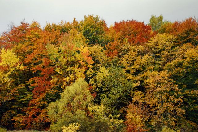 Zdjęcia: okolice Berehów Górnych, Bieszczady, Kolorów mix 7, POLSKA Zdjęcia: okolice Berehów Górnych, Bieszczady, Kolorów mix 7, POLSKA