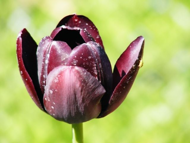Zdjęcia: Łańcut, Podkarpacie, Tulipan, POLSKA Zdjęcia: Łańcut, Podkarpacie, Tulipan, POLSKA