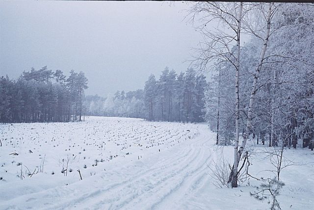 Zdjęcia: Mazowiecki Park Krajobrazowy, Mazowsze, Kiedy skończą się szarugi..., POLSKA Zdjęcia: Mazowiecki Park Krajobrazowy, Mazowsze, Kiedy skończą się szarugi..., POLSKA