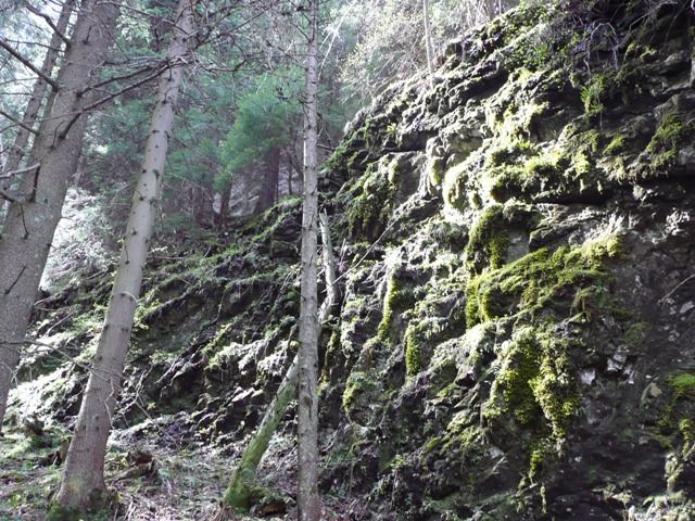 Zdjęcia: Zakopane, Drzewa, POLSKA Zdjęcia: Zakopane, Drzewa, POLSKA