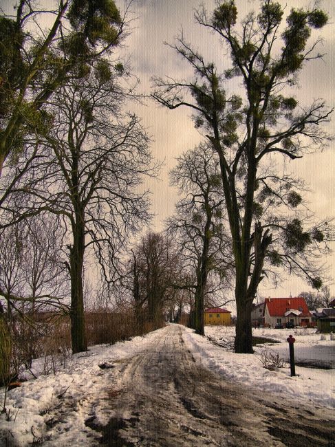 Zdjęcia: PANIOWICE, dolnyśląsk, aleja, POLSKA Zdjęcia: PANIOWICE, dolnyśląsk, aleja, POLSKA