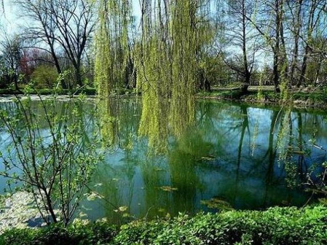 Zdjęcia: Wierzchowiska, Lubelszczyzna, Staw w Wierzchowiskach, POLSKA Zdjęcia: Wierzchowiska, Lubelszczyzna, Staw w Wierzchowiskach, POLSKA