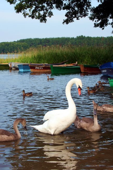 Zdjęcia: Zamordeje, Mazury, Łabędzie na Zamordejach, POLSKA Zdjęcia: Zamordeje, Mazury, Łabędzie na Zamordejach, POLSKA