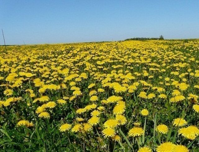Zdjęcia: Mleczykowo, Lubelszczyzna, Konkurs -mleczykowe pole, POLSKA Zdjęcia: Mleczykowo, Lubelszczyzna, Konkurs -mleczykowe pole, POLSKA