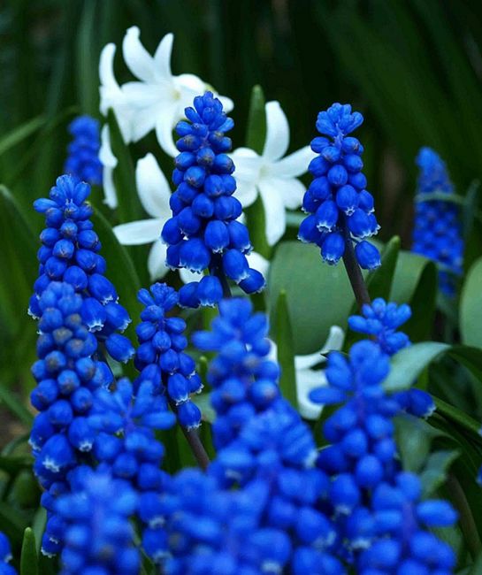 Zdjęcia: Kraków, Małopolska, KONKURS - idzie wiosna....na szafirowo, POLSKA Zdjęcia: Kraków, Małopolska, KONKURS - idzie wiosna....na szafirowo, POLSKA