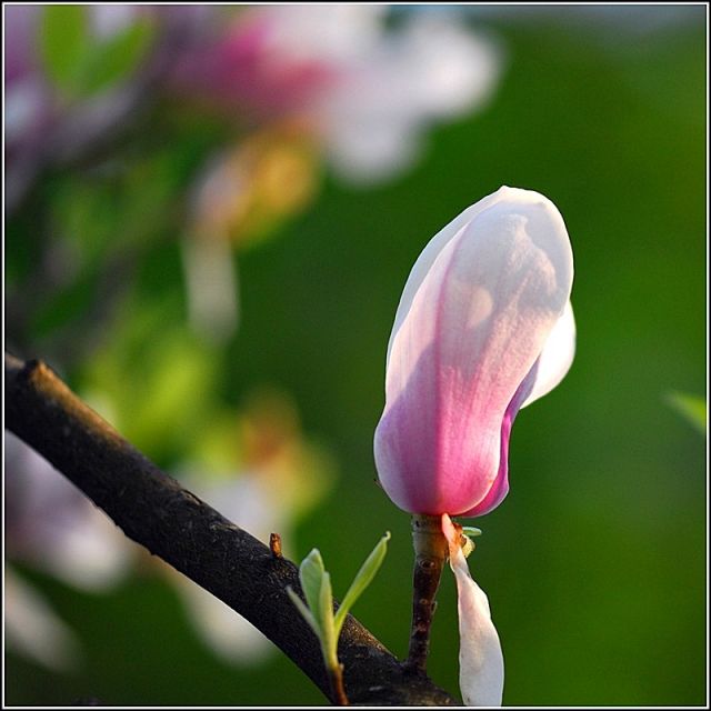 Zdjęcia: Kraków, Małopolska, KONKURS - idzie wiosna....magnolia, POLSKA Zdjęcia: Kraków, Małopolska, KONKURS - idzie wiosna....magnolia, POLSKA