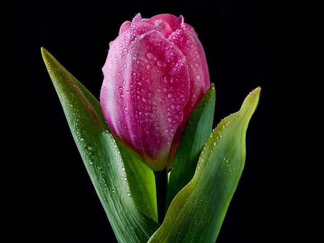 Zdjęcia: Kraków, małopolska, KONKURS - Tulip, POLSKA Zdjęcia: Kraków, małopolska, KONKURS - Tulip, POLSKA