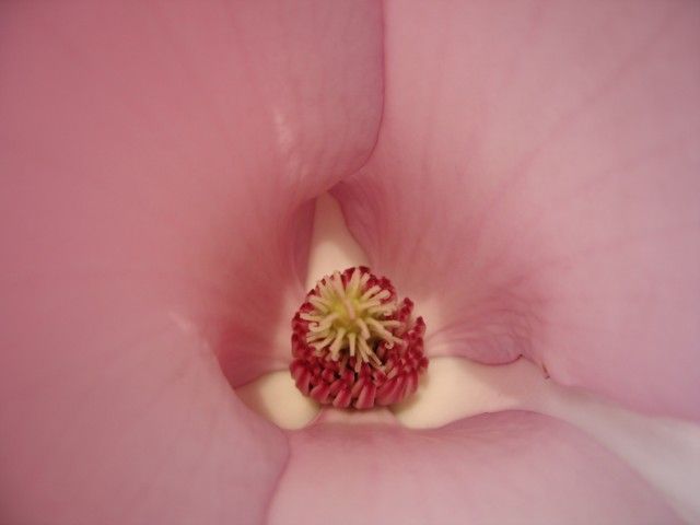 Zdjęcia: ogród w Powsinie, Warszawa, Konkurs. Serce magnolii, POLSKA Zdjęcia: ogród w Powsinie, Warszawa, Konkurs. Serce magnolii, POLSKA