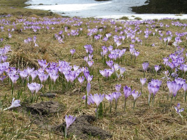 Zdjęcia: Dolina Chocholowska, Tatry, Konkurs Dolina Chochołowska, POLSKA Zdjęcia: Dolina Chocholowska, Tatry, Konkurs Dolina Chochołowska, POLSKA