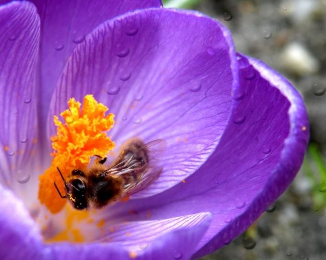 Zdjęcia: Boguszów, Dolnoslaskie, KONKURS Krokus i pszczola, POLSKA Zdjęcia: Boguszów, Dolnoslaskie, KONKURS Krokus i pszczola, POLSKA