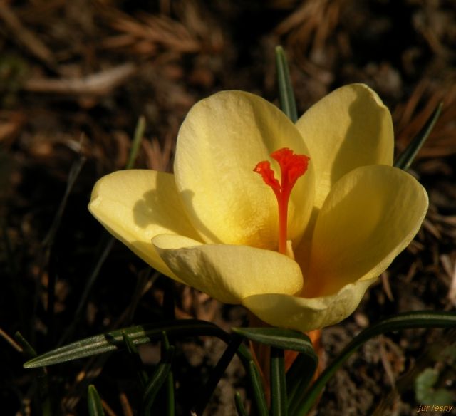 Zdjęcia: Boguszów, Dolnoslaskie, KONKURS Krokus pierwszy w tym roku, POLSKA Zdjęcia: Boguszów, Dolnoslaskie, KONKURS Krokus pierwszy w tym roku, POLSKA