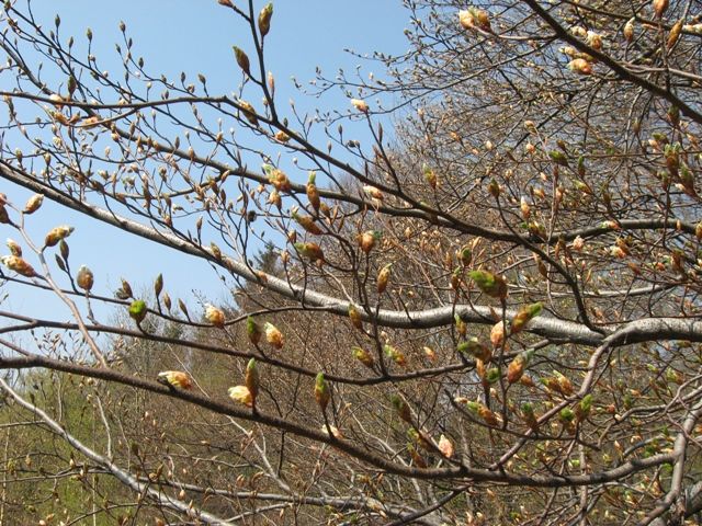 Zdjęcia: Tuł, Beskid Śląski, Konkurs, POLSKA Zdjęcia: Tuł, Beskid Śląski, Konkurs, POLSKA