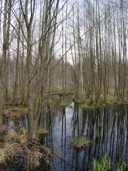 Zdjęcia: Czerwone Bagno, Bagna Biebrzańskie, Konkurs- las bagienny, POLSKA Zdjęcia: Czerwone Bagno, Bagna Biebrzańskie, Konkurs- las bagienny, POLSKA