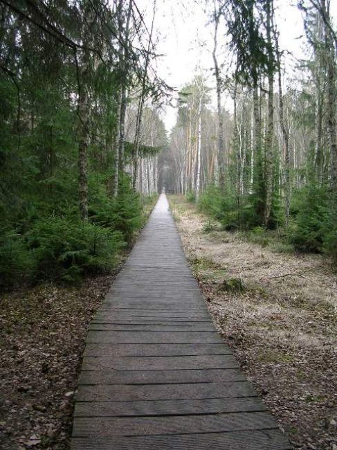 Zdjęcia: Czerwone Bagno, Bagna Biebrzańskie, Konkurs- kładką w kierunku mokradeł, POLSKA Zdjęcia: Czerwone Bagno, Bagna Biebrzańskie, Konkurs- kładką w kierunku mokradeł, POLSKA