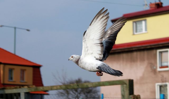 Zdjęcia: Kołobrzeg, Gołąbek!, POLSKA Zdjęcia: Kołobrzeg, Gołąbek!, POLSKA