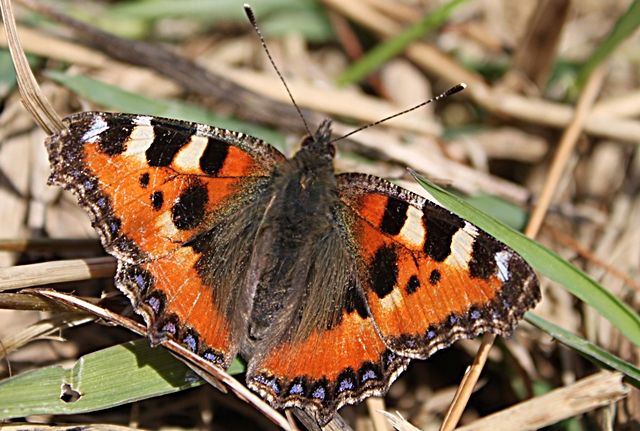Zdjęcia: Kołobrzeg, Mój pierwszy motyl!, POLSKA Zdjęcia: Kołobrzeg, Mój pierwszy motyl!, POLSKA