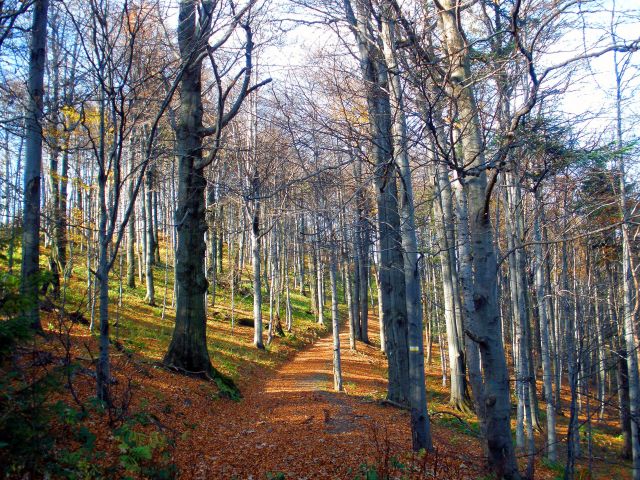 Zdjęcia: Radziejowa (1262), Beskid Sądecki, W drodze na Radziejową, POLSKA Zdjęcia: Radziejowa (1262), Beskid Sądecki, W drodze na Radziejową, POLSKA