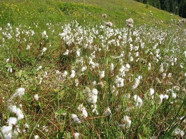 Zdjęcia: Dolina Chochołowska, Tatry, moje wędrówki po Tatrach...czyli tatrzańskie hale... hej!, POLSKA Zdjęcia: Dolina Chochołowska, Tatry, moje wędrówki po Tatrach...czyli tatrzańskie hale... hej!, POLSKA
