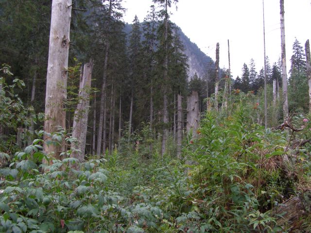 Zdjęcia: Dolina Roztoki, Tatry, po halnym, POLSKA Zdjęcia: Dolina Roztoki, Tatry, po halnym, POLSKA