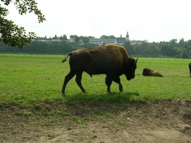 Zdjęcia: Kurozwęki, świętokrzyskie, Dziki Zachód w świętokrzyskiem :-), POLSKA Zdjęcia: Kurozwęki, świętokrzyskie, Dziki Zachód w świętokrzyskiem :-), POLSKA