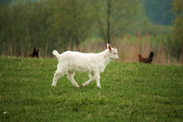 Zdjęcia: Jędrychówko, Mazury, koziołek Matołek, POLSKA Zdjęcia: Jędrychówko, Mazury, koziołek Matołek, POLSKA