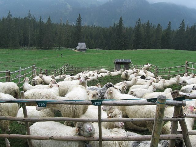 Zdjęcia: Rusinowa Polana, Tatry, ... a baca poszedł ... spać?Hej!, POLSKA Zdjęcia: Rusinowa Polana, Tatry, ... a baca poszedł ... spać?Hej!, POLSKA