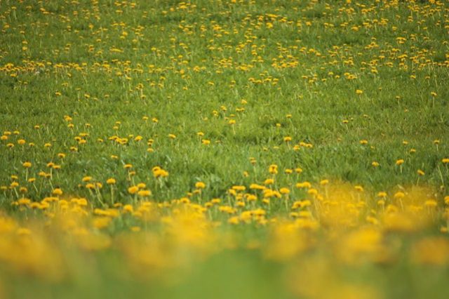 Zdjęcia: Jędrychówko, Mazury, mleczna.........., POLSKA Zdjęcia: Jędrychówko, Mazury, mleczna.........., POLSKA