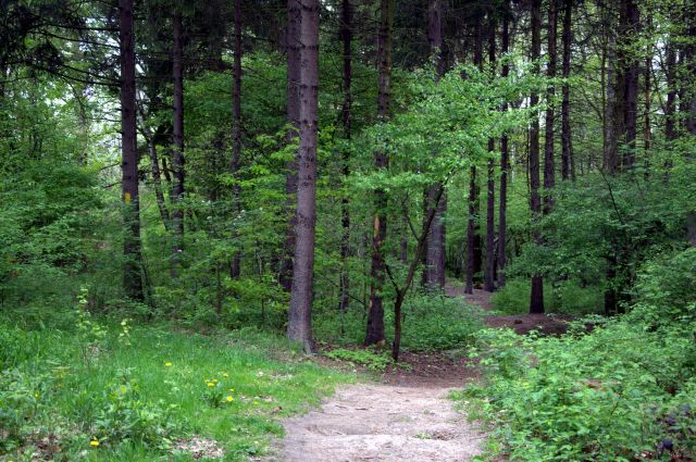 Zdjęcia: Gliwice, Górny Śląsk, Las wita wiosnę, POLSKA Zdjęcia: Gliwice, Górny Śląsk, Las wita wiosnę, POLSKA