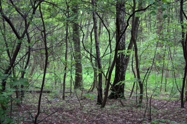 Zdjęcia: Gliwice, Górny Śląsk, Las witający wiosnę, POLSKA Zdjęcia: Gliwice, Górny Śląsk, Las witający wiosnę, POLSKA