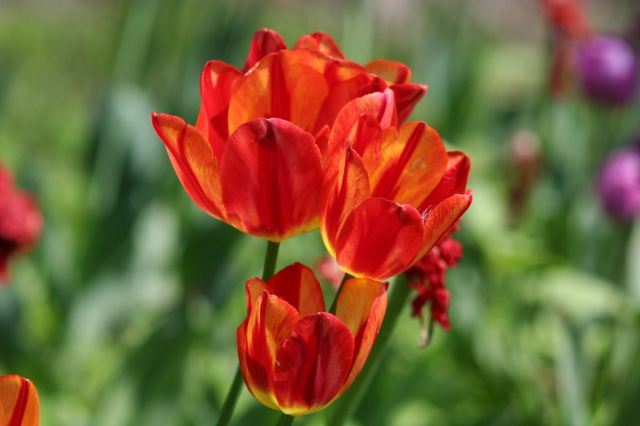 Zdjęcia: osiniec, osiniec, tulipan, POLSKA Zdjęcia: osiniec, osiniec, tulipan, POLSKA
