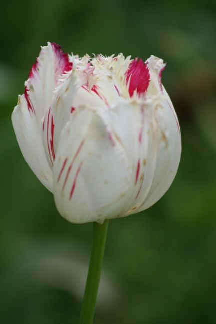 Zdjęcia: osiniec, osiniec, tulipan, POLSKA Zdjęcia: osiniec, osiniec, tulipan, POLSKA