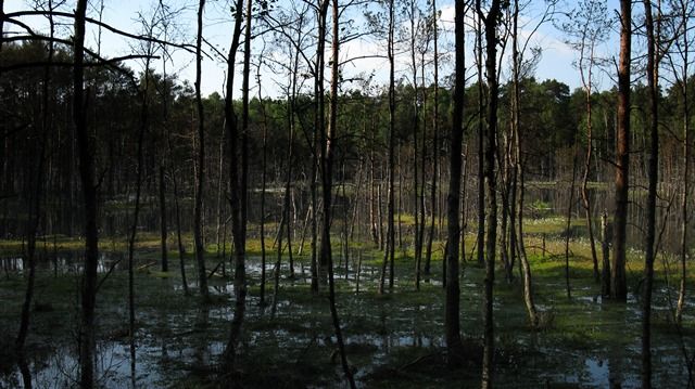 Zdjęcia: Mazowiecki Park Krajobrazowy, Mazowsze, Rezerwat Bocianowskie Bagno, POLSKA Zdjęcia: Mazowiecki Park Krajobrazowy, Mazowsze, Rezerwat Bocianowskie Bagno, POLSKA