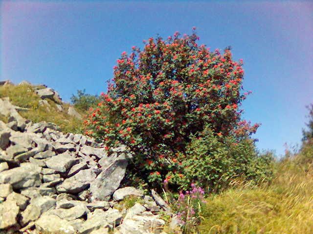 Zdjęcia: Bieszczady, Bieszczady, Połonina Caryńska, POLSKA Zdjęcia: Bieszczady, Bieszczady, Połonina Caryńska, POLSKA