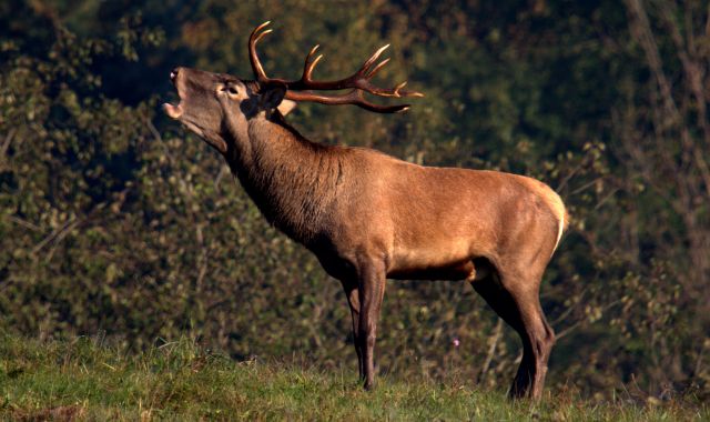 Zdjęcia: BIESZCZADY, bieszczady, rykowisko, POLSKA Zdjęcia: BIESZCZADY, bieszczady, rykowisko, POLSKA